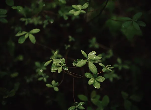 Quam Nulla Porttitor Massa Dneque Aliquam Vestibulum