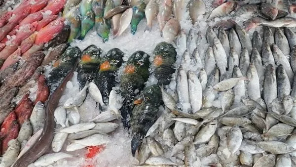 أسعار الأسماك اليوم 16 اكتوبر 2025