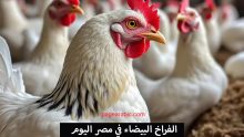 أسعار الفراخ البيضاء اليوم السبت 18 أكتوبر 2025