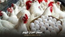 أسعار الفراخ والبيض