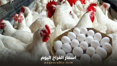 أسعار الفراخ والبيض