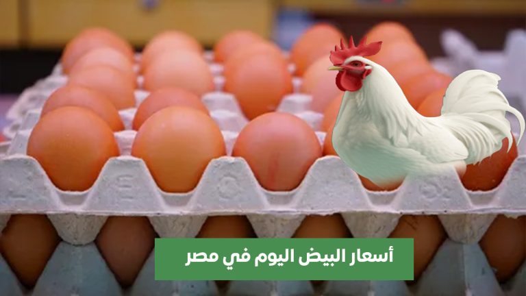 سعر كرتونة البيض