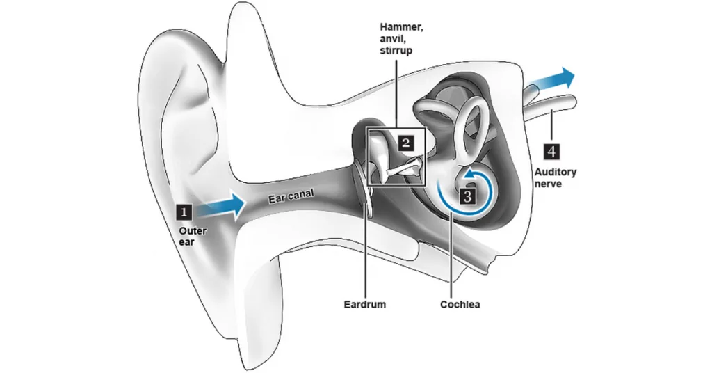 سماعات الأذن